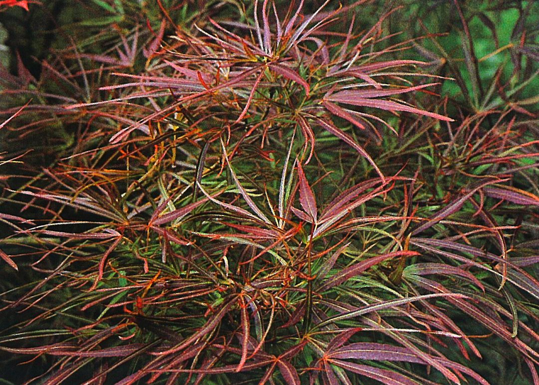 Japanese Maples - J.D. Vertrees